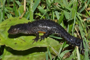 Alpine triton - гість з червоної книги Alpine triton - гість з червоної книги